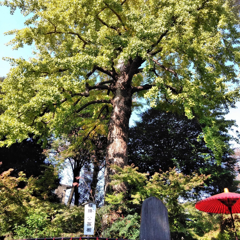 七社神社 願掛け公孫樹