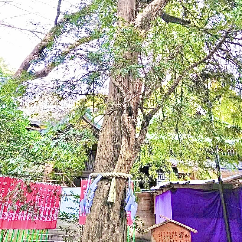 かやの木に犬桜が寄生して育っている「共生の木」は、その姿を通して夫婦和合など共生を示唆しているご神木です。