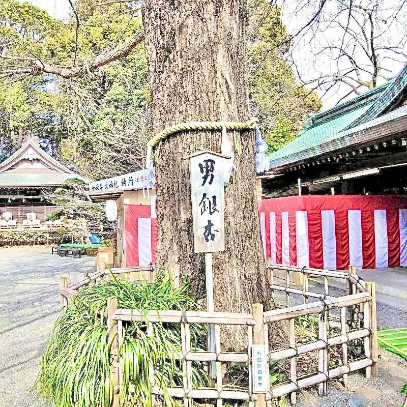 ご神門をくぐって左右にある夫婦銀杏。ご本殿に向かって右にある大きな木が「男銀杏」で雄株のため、銀杏の実をつけないのが特徴です。