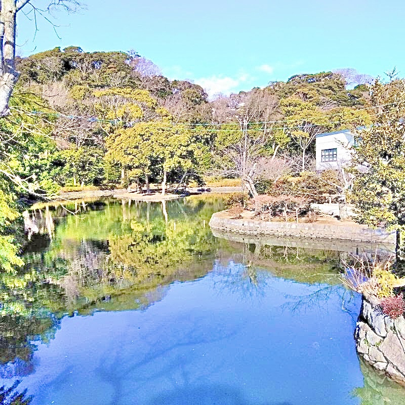 鶴岡八幡宮さま境内にある平家池です。四つの島が浮かんでいるのは、平家の衰退(死)に通ずるものと云われています。