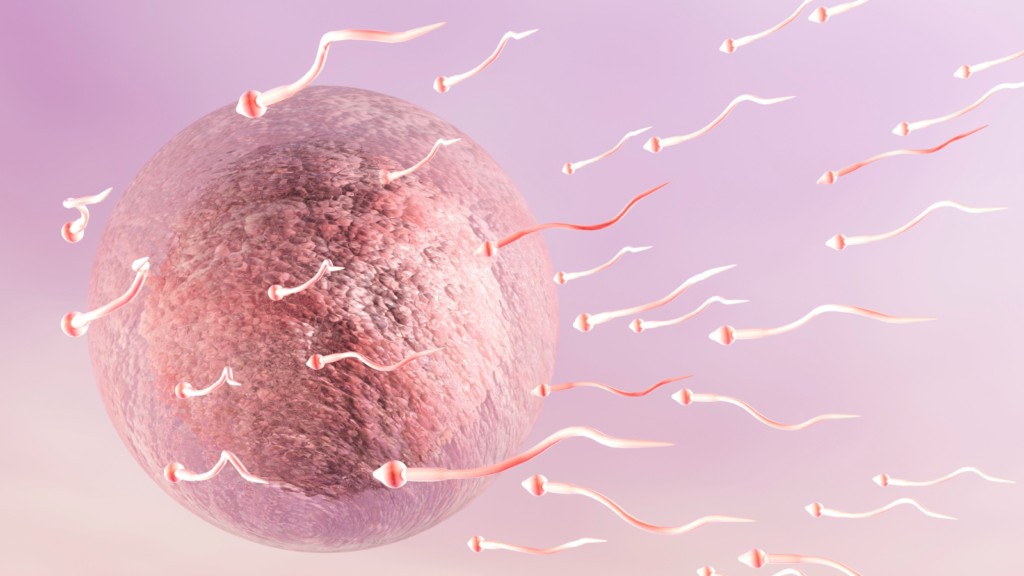 【専門家が解説】人工受精成功の秘訣￼
