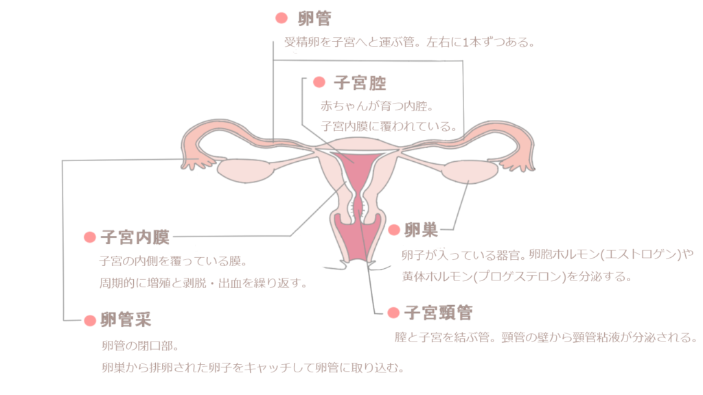 女性器の構造（正面）