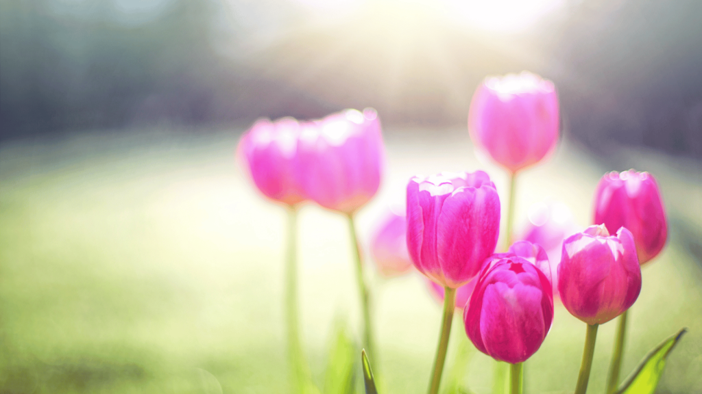 40代女性にオススメの妊活方法とは?タイミング法や不妊治療について