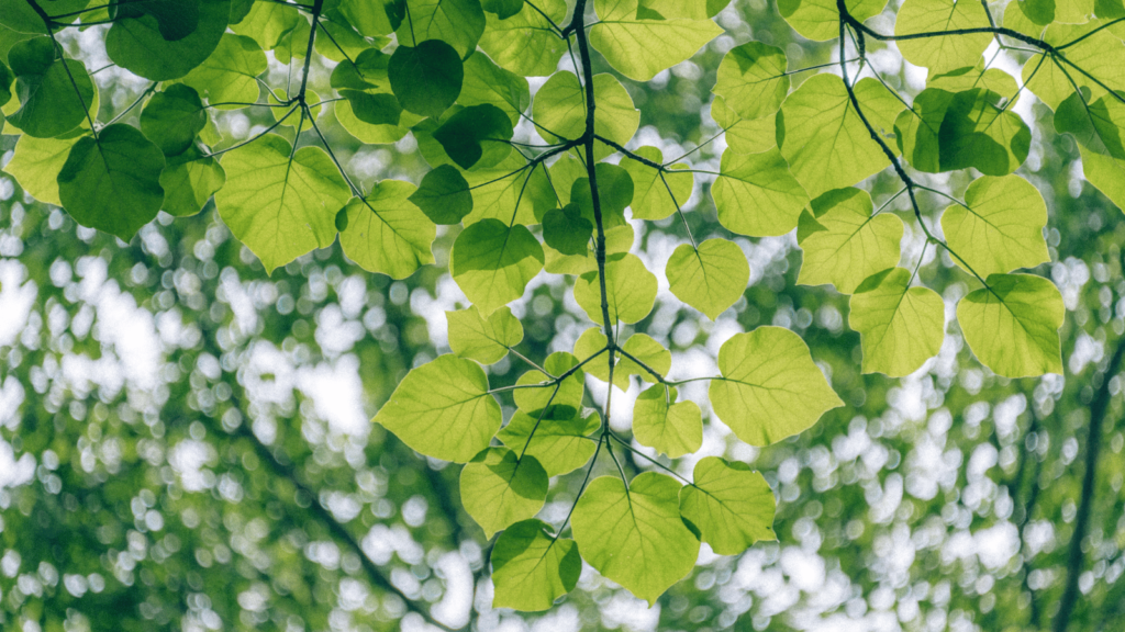 赤ちゃんの目の異常: 原因、症状、対処法と専門家のアドバイス