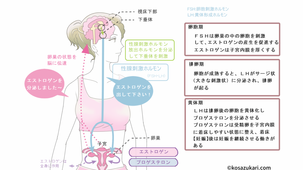 結婚前に把握すべき!ホルモンバランスを知るブライダルチェック